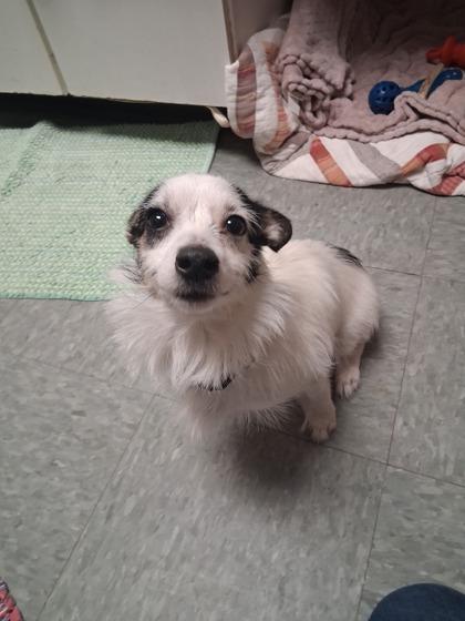 Buttercup, Adoptable, Adult Female Chihuahua & Mixed Breed.