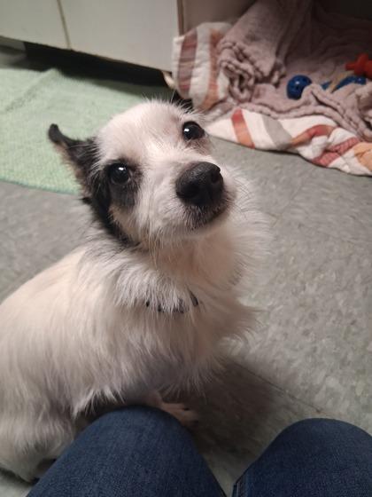 Enlarge Buttercup, a Adoptable mixed breed in Shawano, WI image 2/2