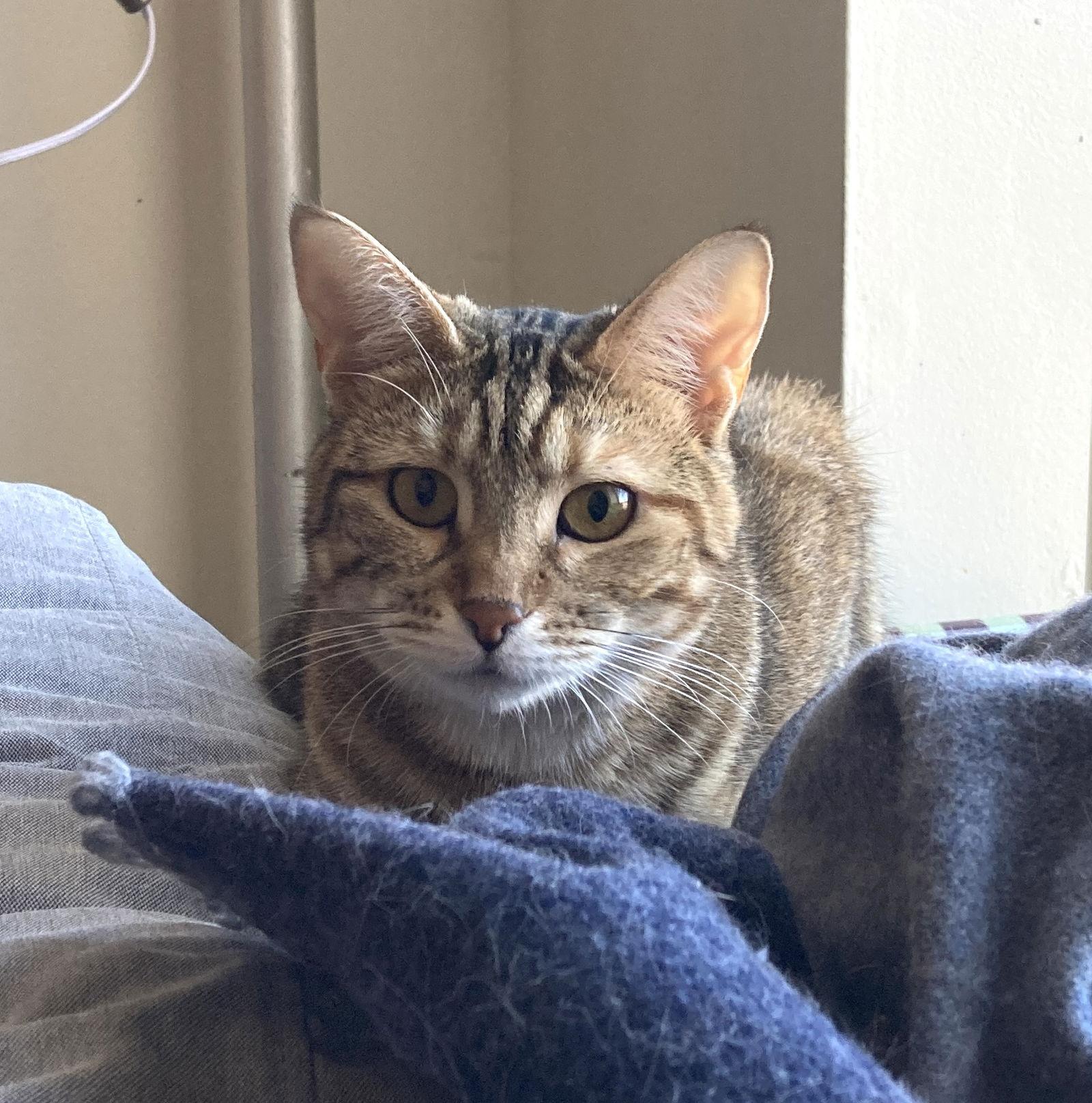 Raisinette, Adoptable, Young Female Domestic Short Hair.