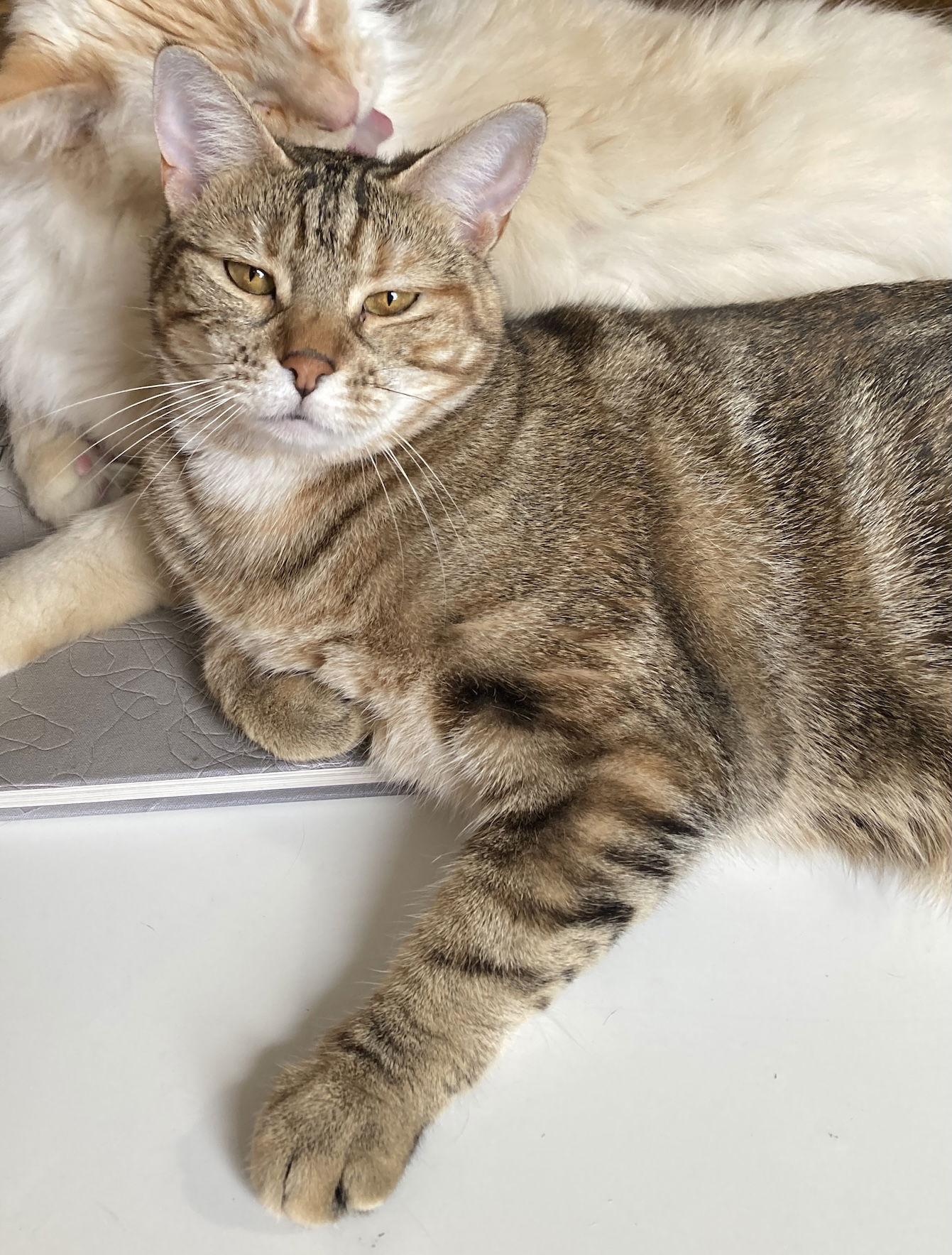 Enlarge Raisinette, a Adoptable Domestic Short Hair in Brooklyn, NY image 2/3