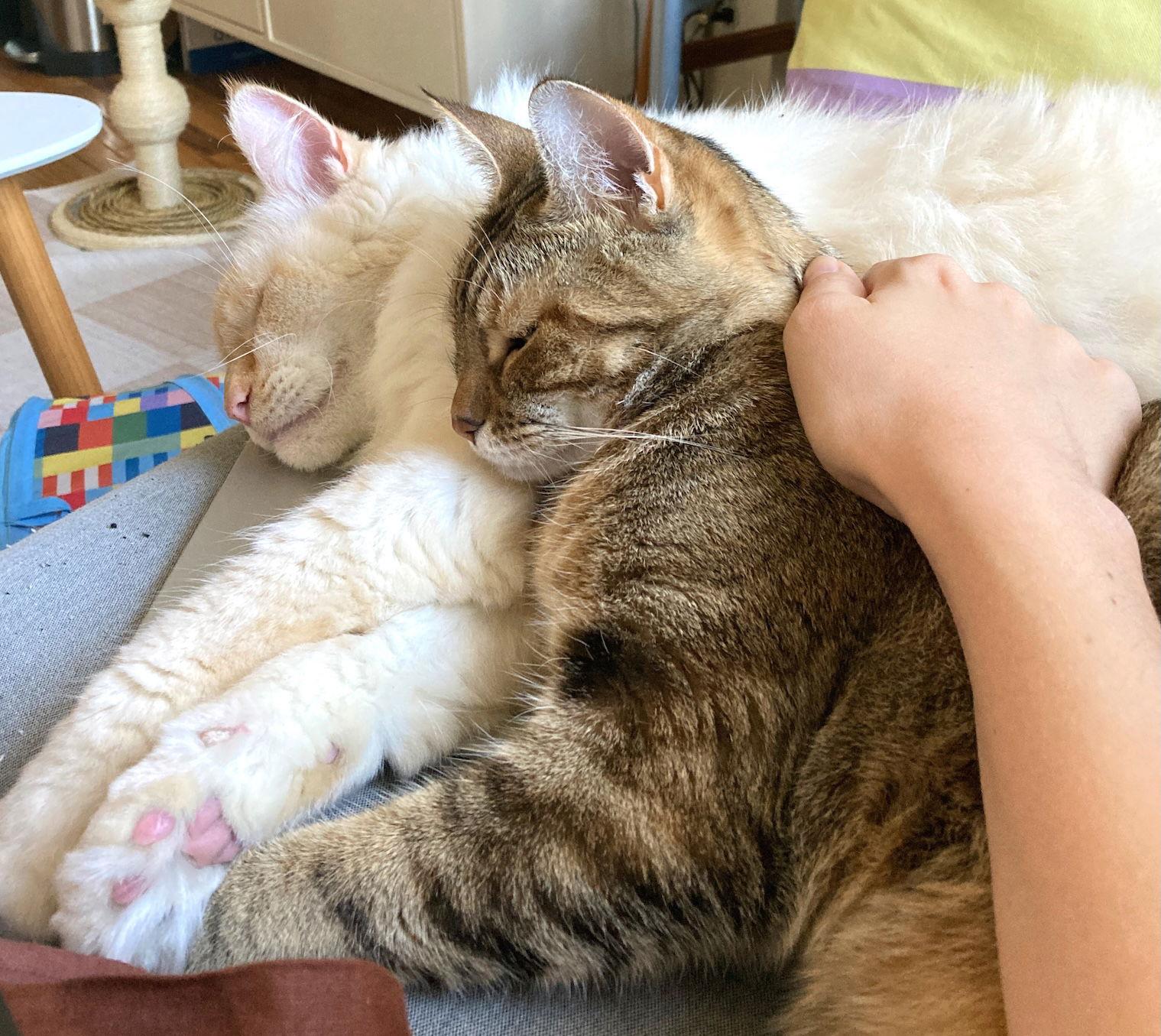 Enlarge Raisinette, a Adoptable Domestic Short Hair in Brooklyn, NY image 3/3