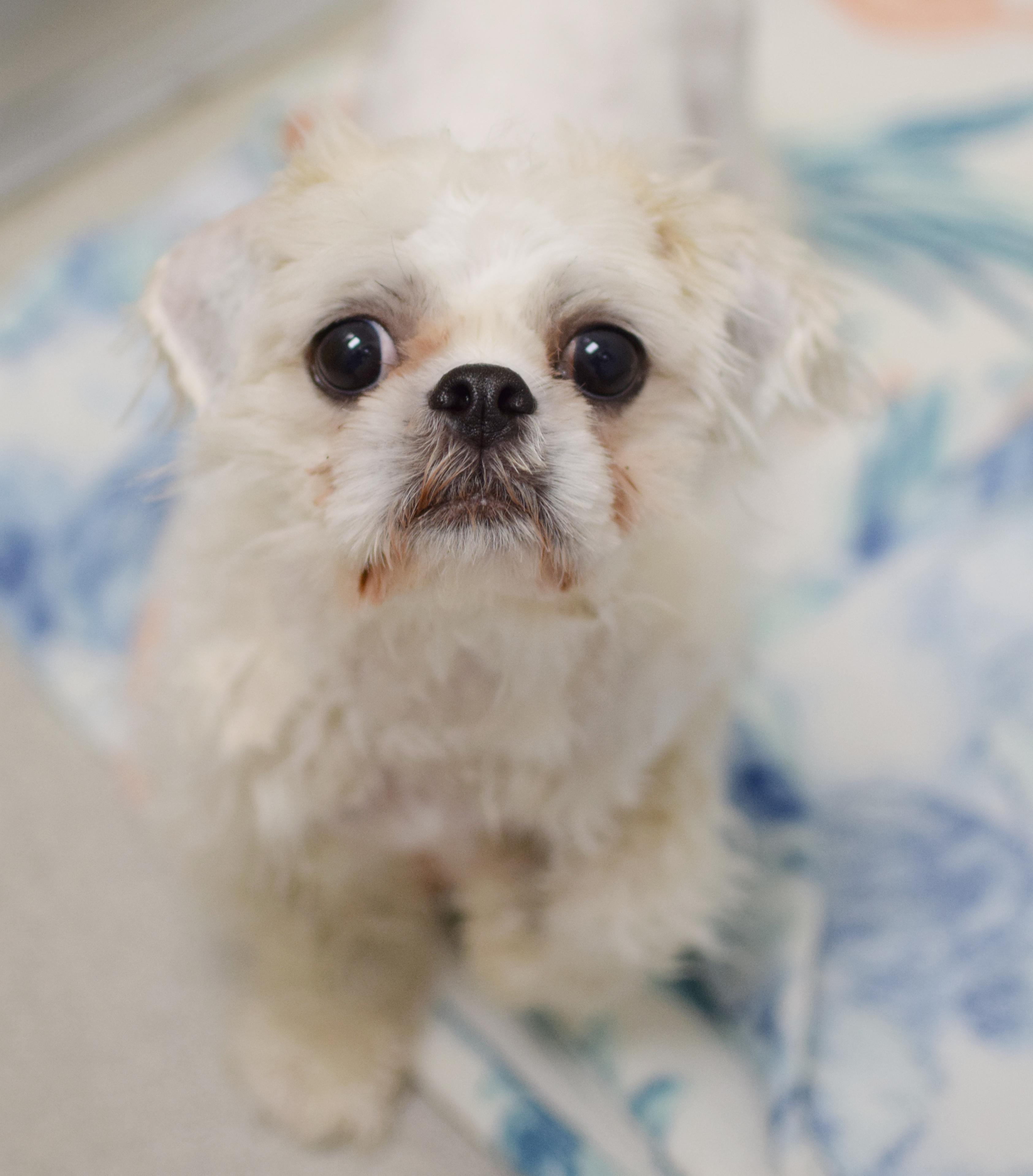 Lucy, Adopted, Adult Female Shih Tzu.