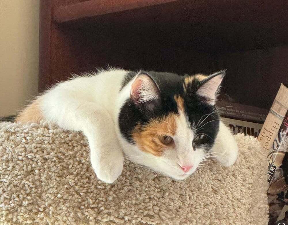 Enlarge Ruby V, a Adoptable Calico in Cary, NC image 1/5