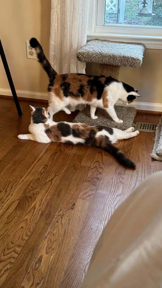 Enlarge Ruby V, a Adoptable Calico in Cary, NC image 2/5