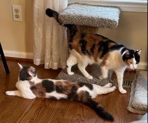 Enlarge Ruby V, a Adoptable Calico in Cary, NC image 3/5