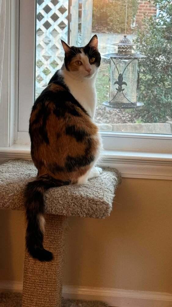 Enlarge Ruby V, a Adoptable Calico in Cary, NC image 4/5