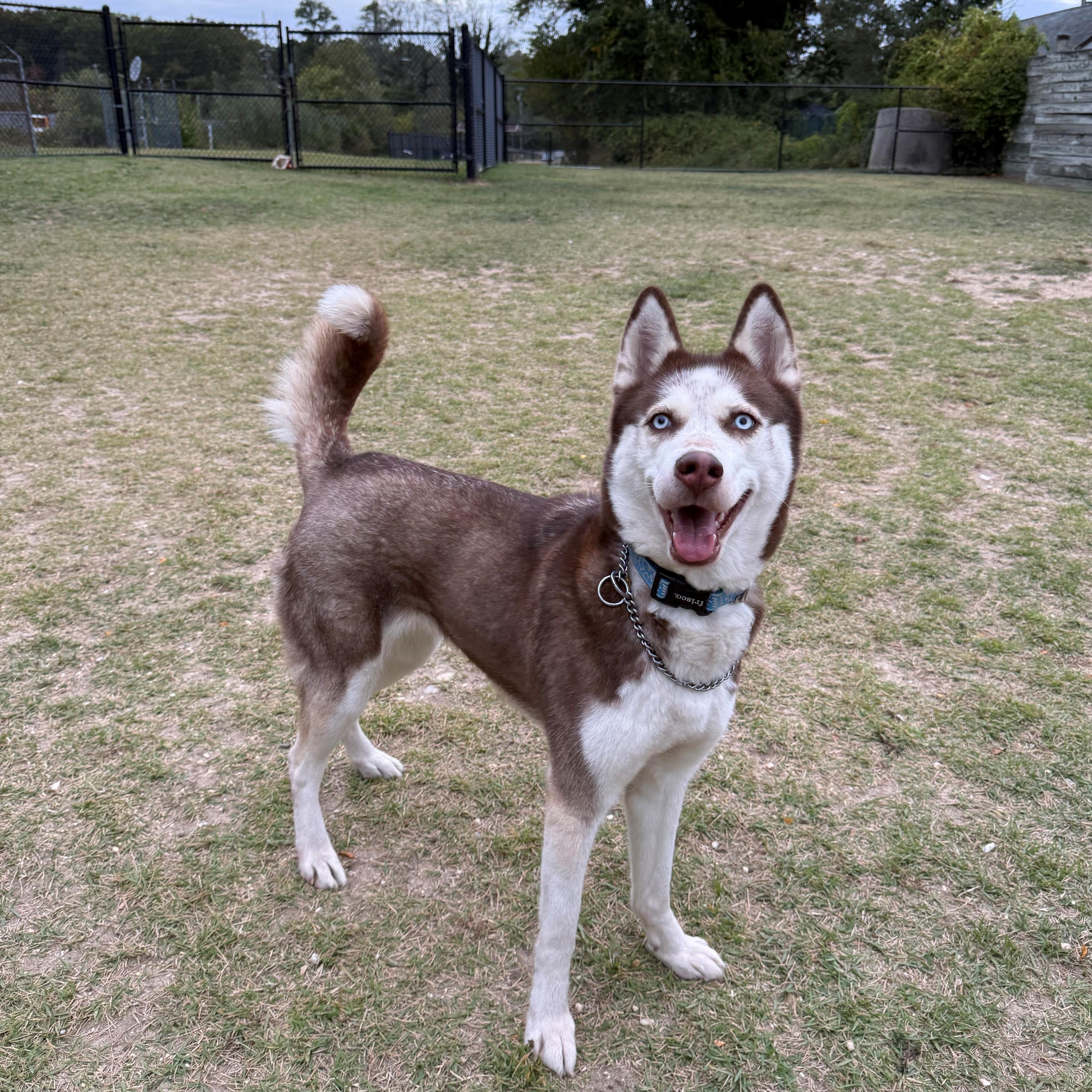 Skye, Adopted, Young Female Husky.