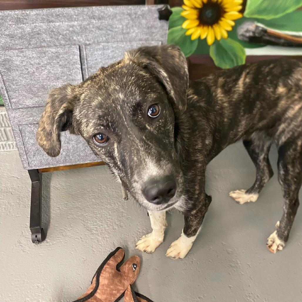 Enlarge Clarissa, a ADOPTABLE mixed breed in Columbia, MO image 1/1