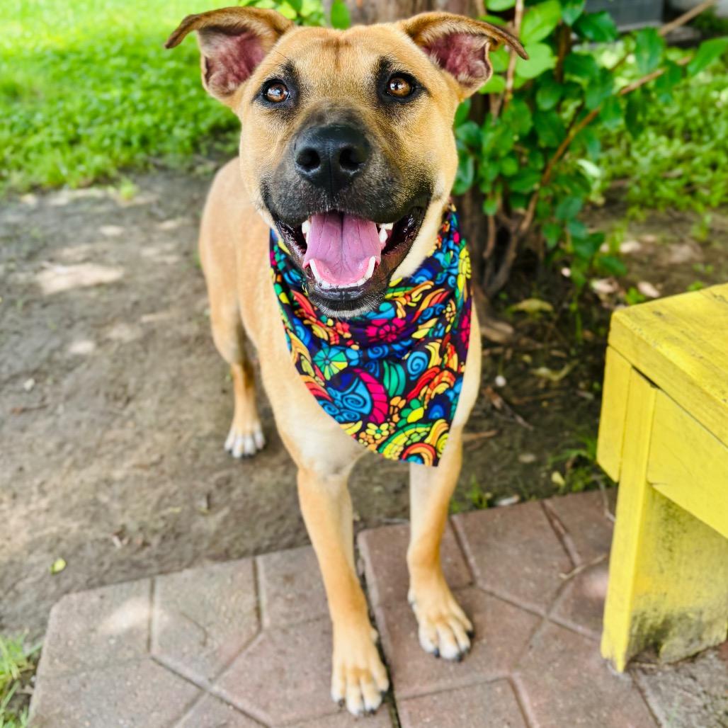 Ricky 26-03-147, a Adoptable mixed breed in Bastrop, TX image 2/6