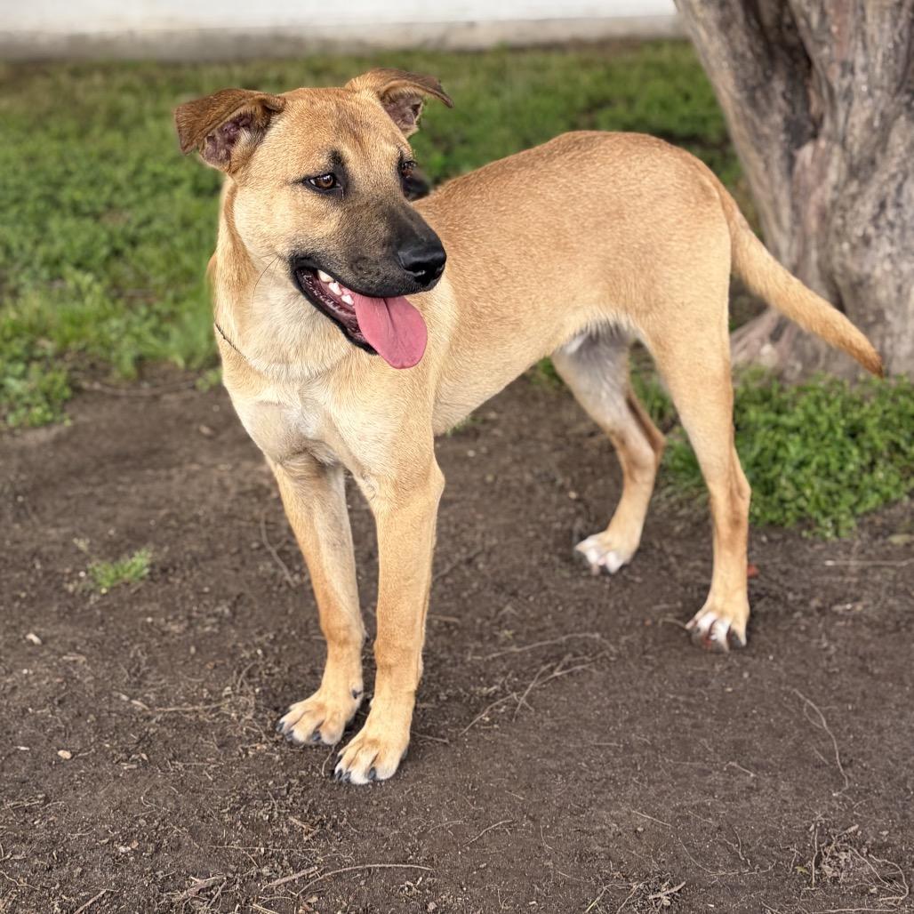 Ricky 26-03-147, a Adoptable mixed breed in Bastrop, TX image 3/6