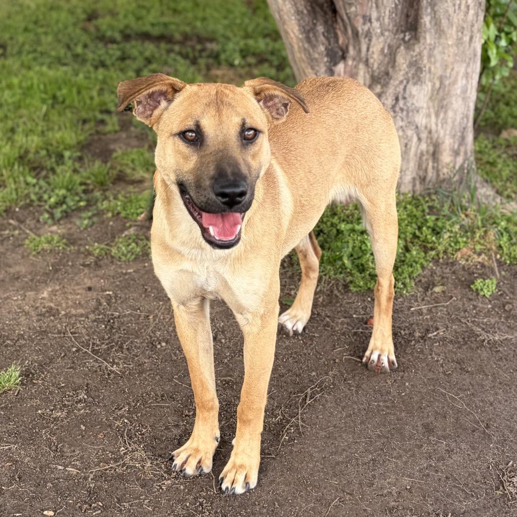 Ricky 26-03-147, a Adoptable mixed breed in Bastrop, TX image 4/6