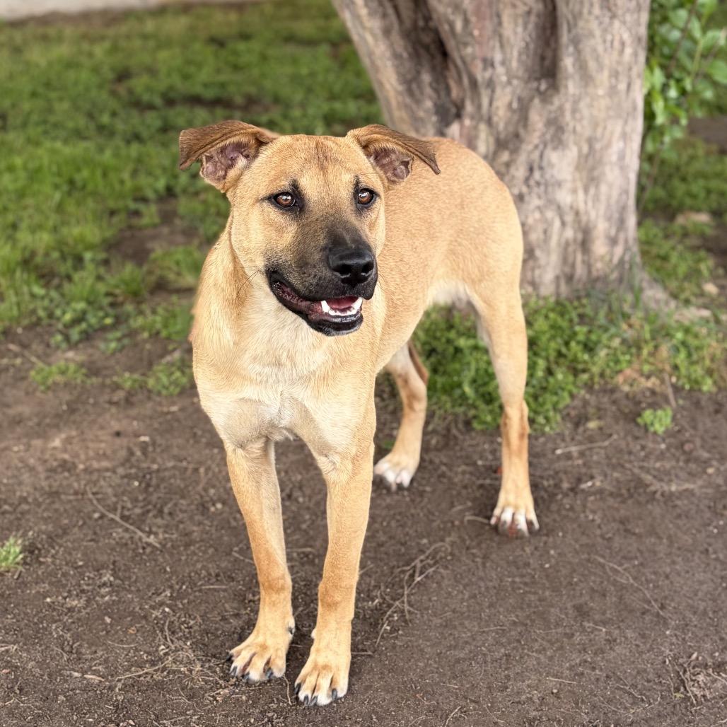 Ricky 26-03-147, a Adoptable mixed breed in Bastrop, TX image 5/6