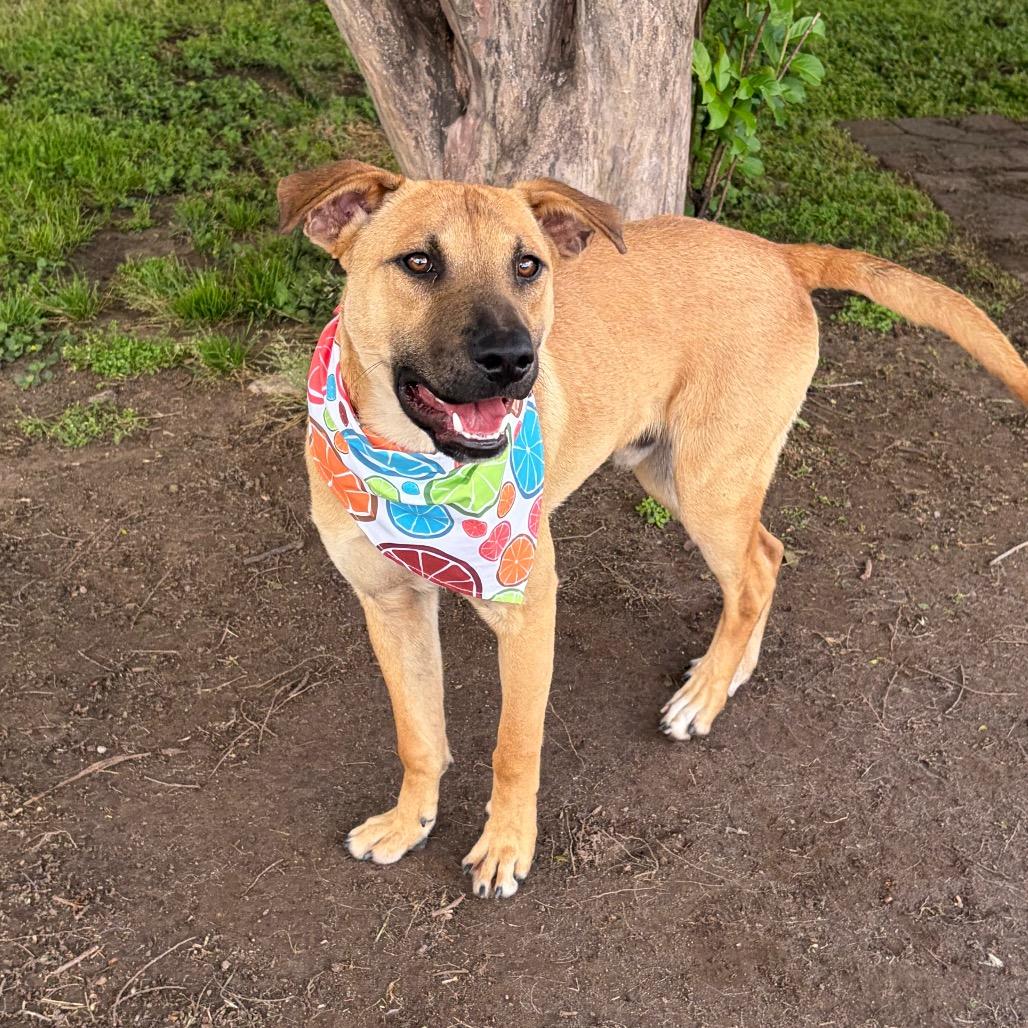 Ricky 26-03-147, a Adoptable mixed breed in Bastrop, TX image 6/6
