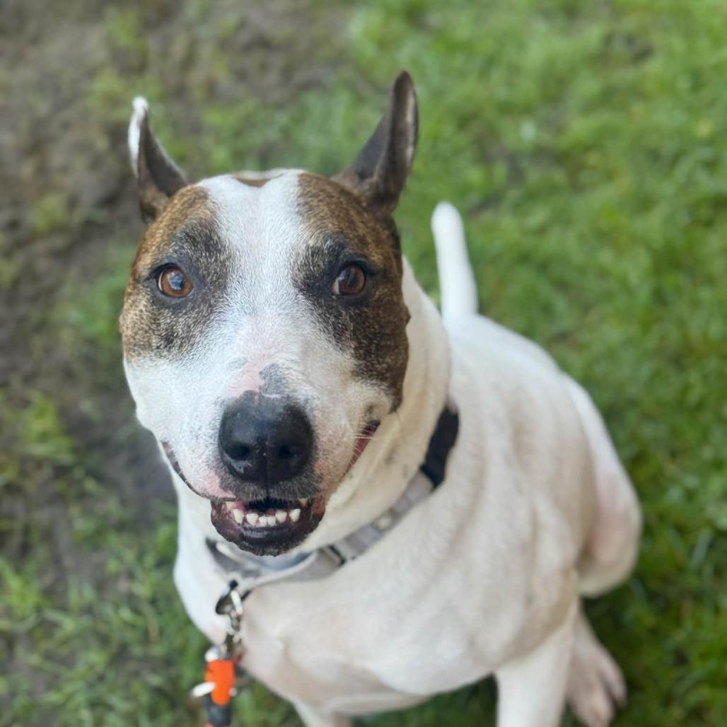 Echo, Adoptable, Adult Male Bull Terrier & Mixed Breed.