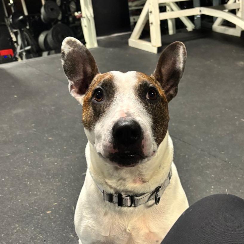 Enlarge Echo, a Adoptable mixed breed in Tacoma, WA image 2/2