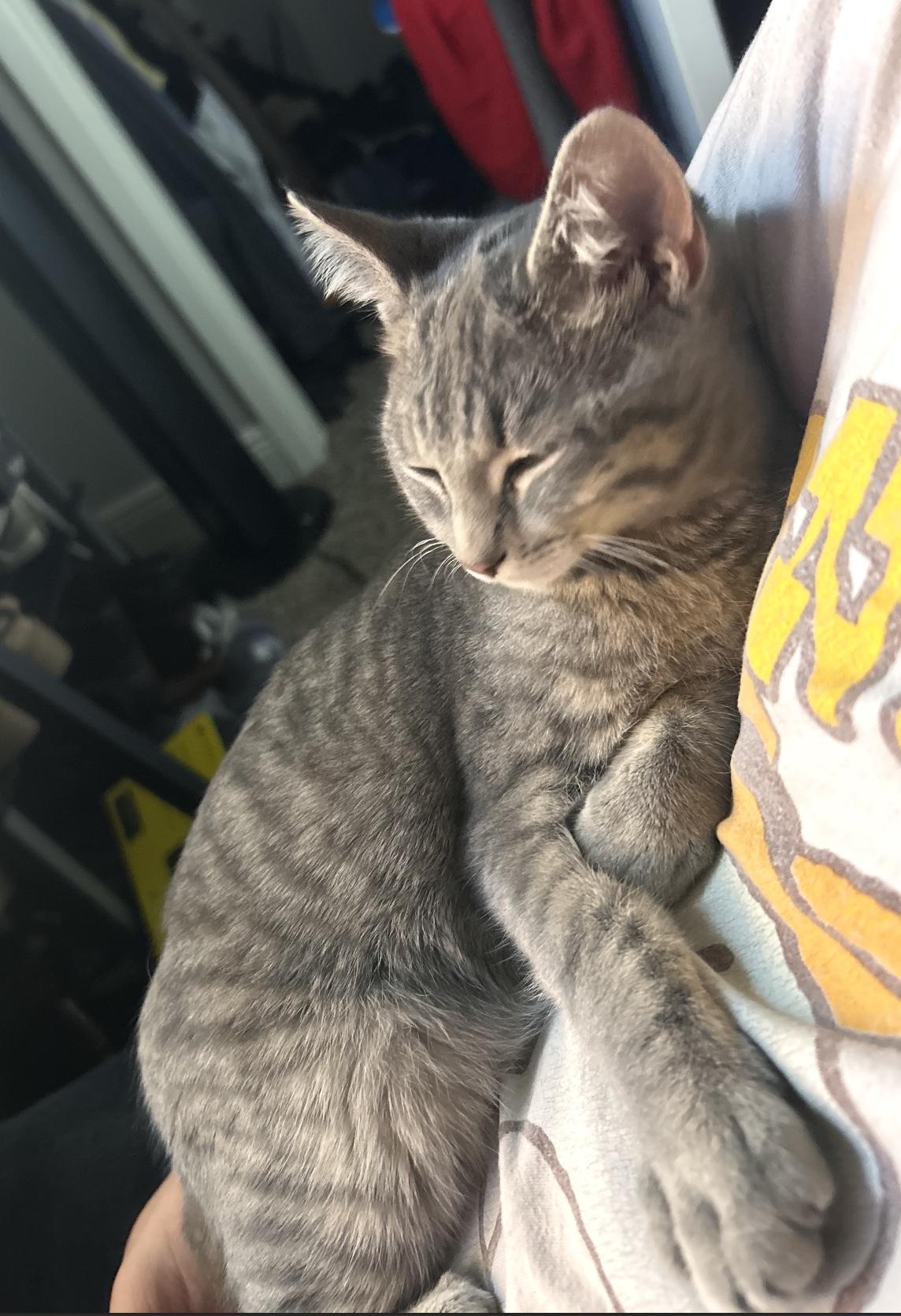 Lola, a Adoptable Domestic Short Hair in Webster, TX image 5/6