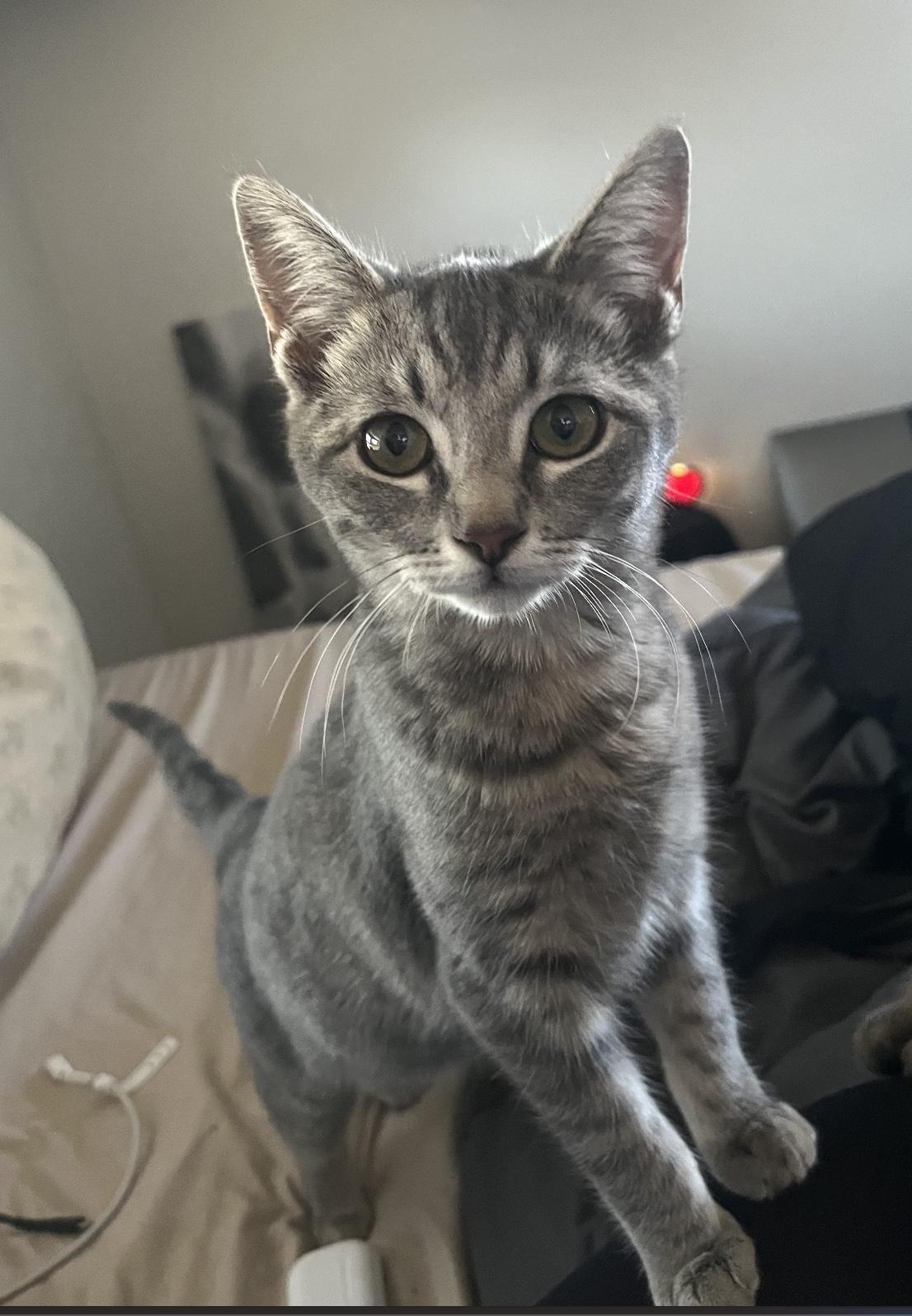Lola, a Adoptable Domestic Short Hair in Webster, TX image 2/6