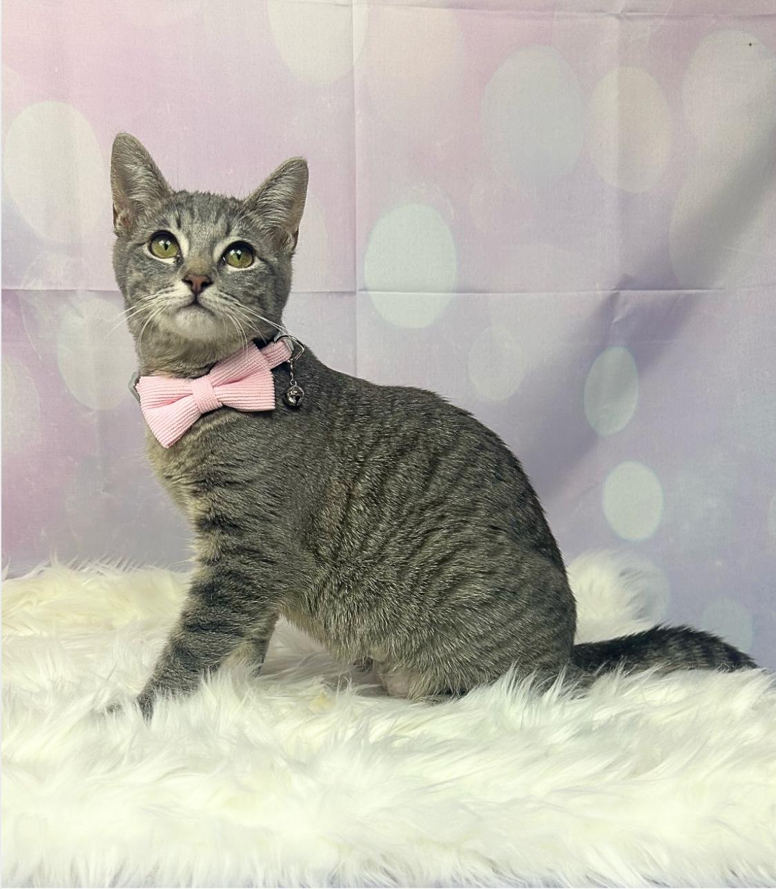 Lola, a Adoptable Domestic Short Hair in Webster, TX image 1/6