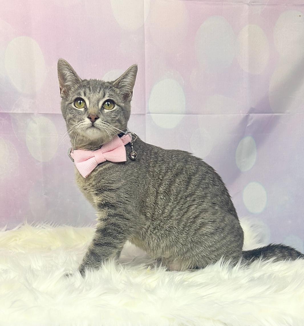Lola, a Adoptable Domestic Short Hair in Webster, TX image 4/6