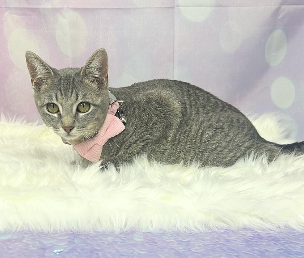 Lola, a Adoptable Domestic Short Hair in Webster, TX image 3/6