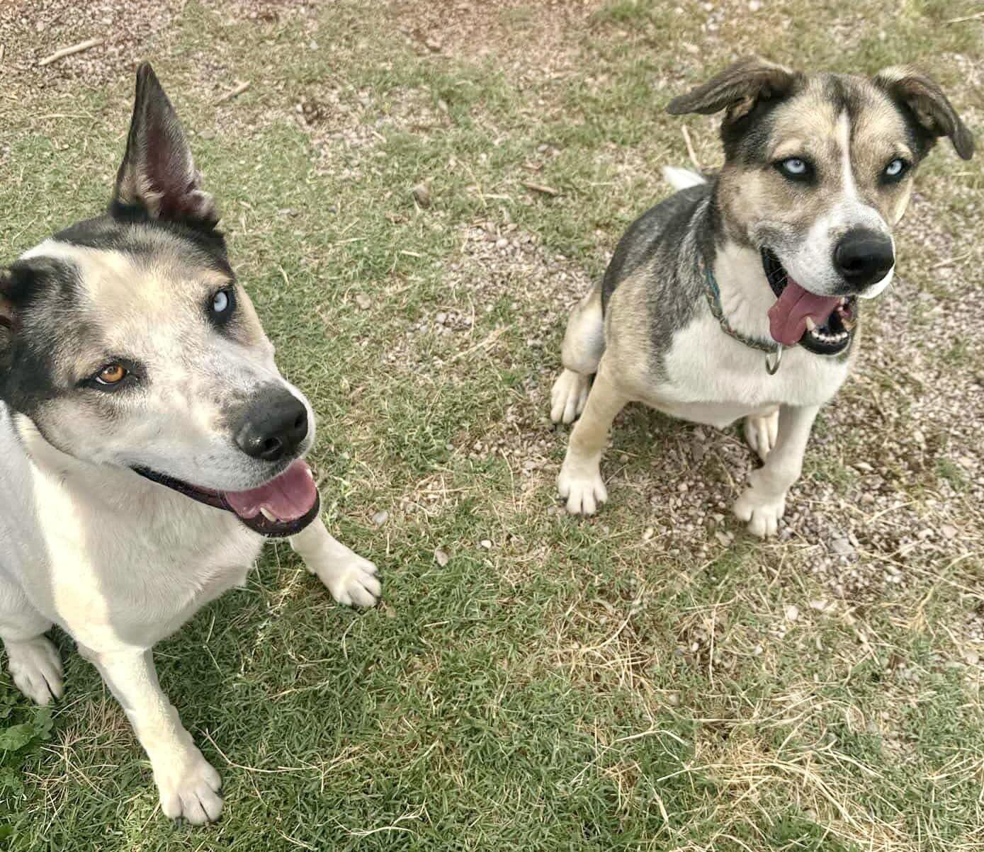 Bluey, Adoptable, Adult Male Siberian Husky.