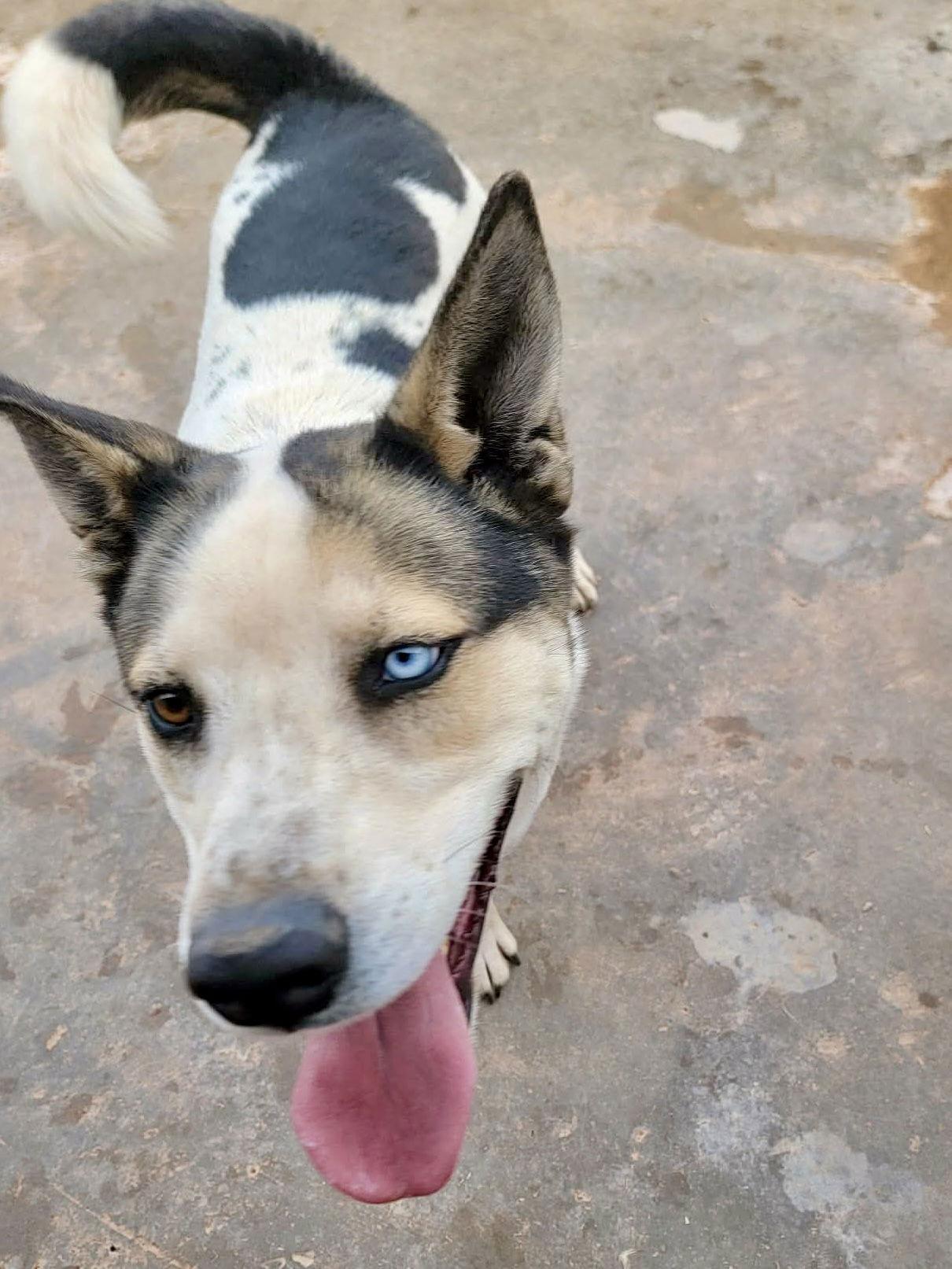 Enlarge Bluey, a Adoptable Siberian Husky in Cedar Crest, NM image 1/3