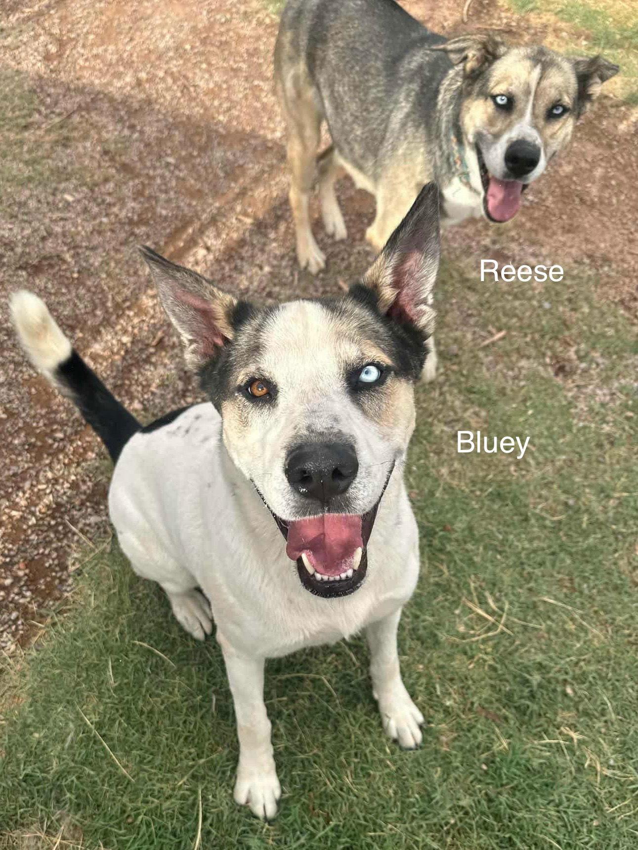 Enlarge Bluey, a Adoptable Siberian Husky in Cedar Crest, NM image 3/3