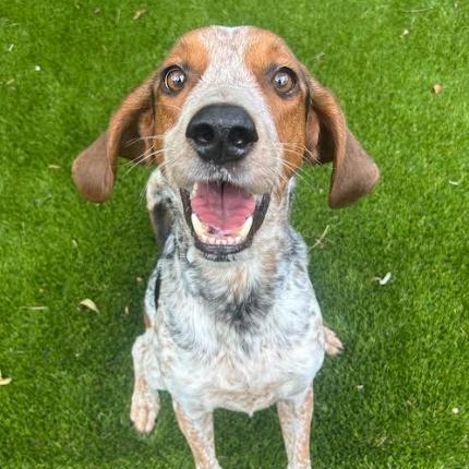 Gator, a Adoptable English Coonhound in St. Petersburg, FL image 4/6