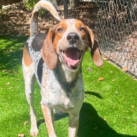 Gator, a Adoptable English Coonhound in St. Petersburg, FL image 2/6