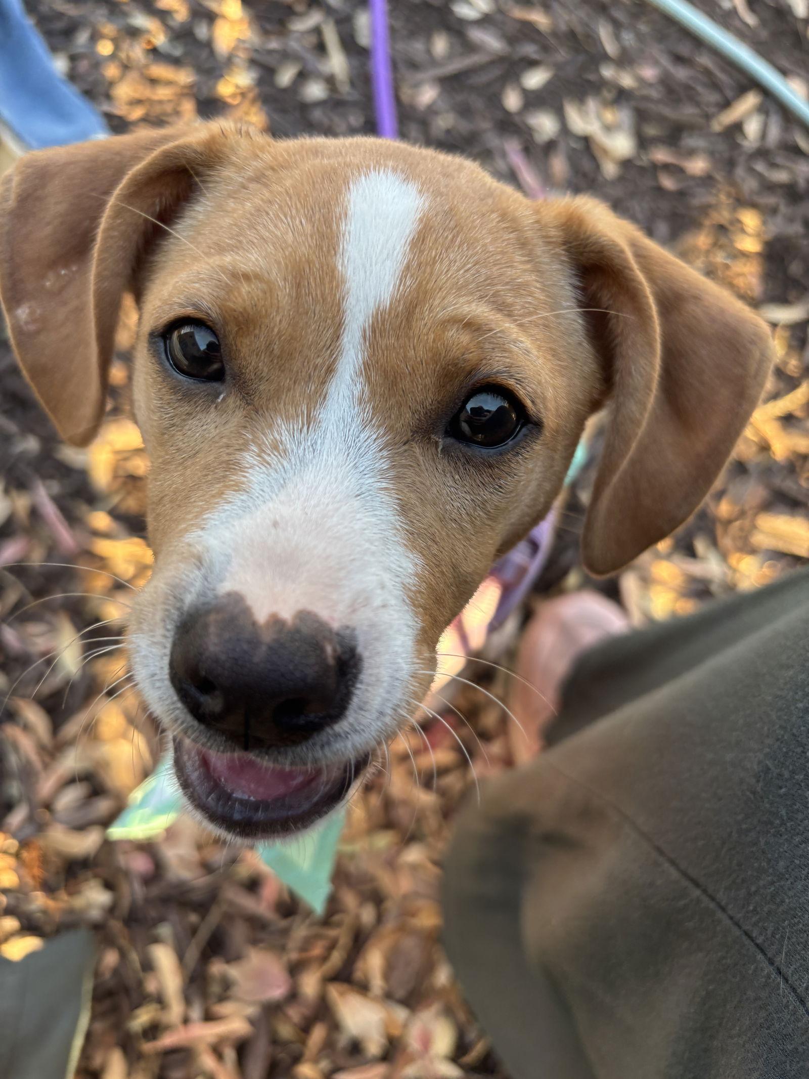 Biscuit, Adopted, Puppy Female Beagle & American Bulldog.