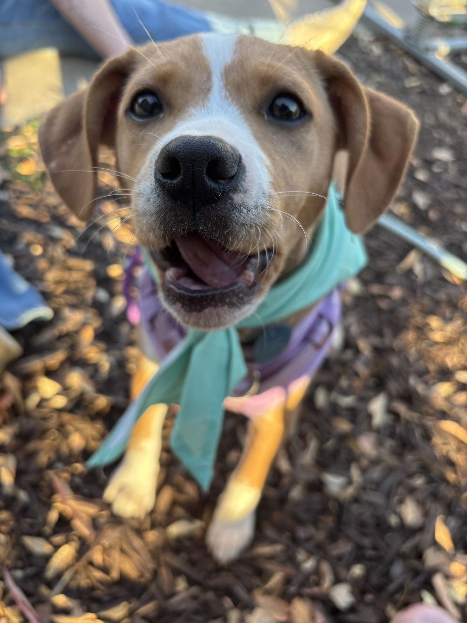 Enlarge Biscuit, a Adopted mixed breed in Auburn, GA image 2/3