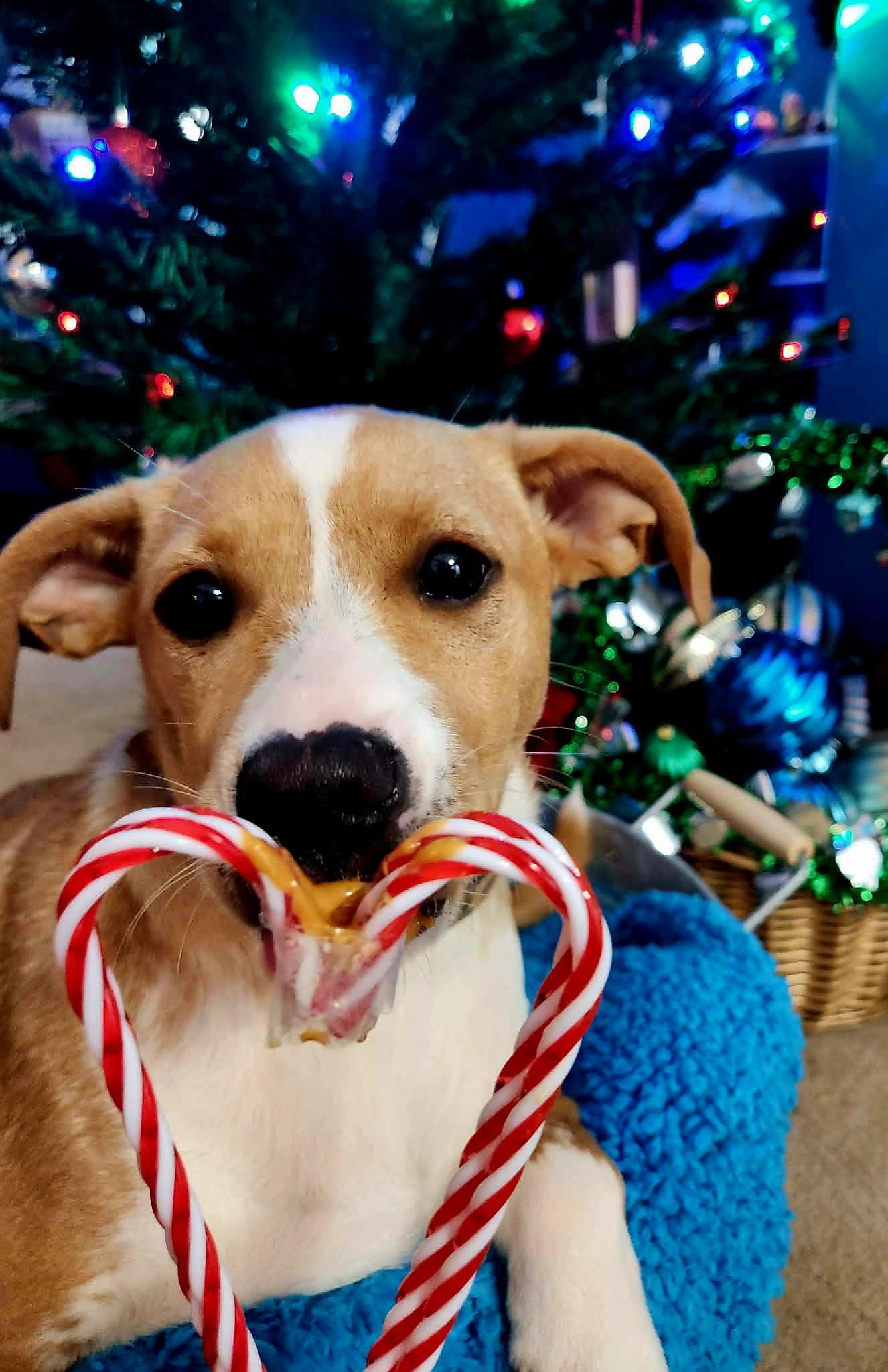 Enlarge Biscuit, a Adopted mixed breed in Auburn, GA image 3/3