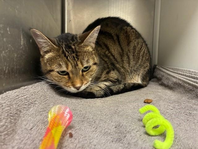 SERENGETI, Adoptable, Adult Female Domestic Short Hair.