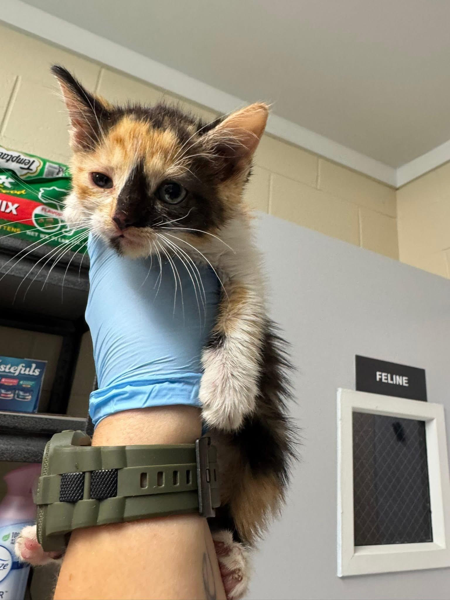 Joplin, Adopted, Kitten Female Domestic Short Hair.