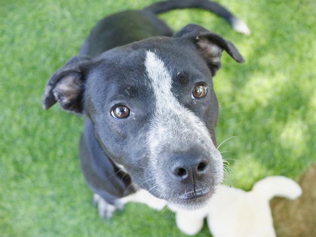 MAJESTY, Adoptable, Young Female American Staffordshire Terrier & Mixed Breed.