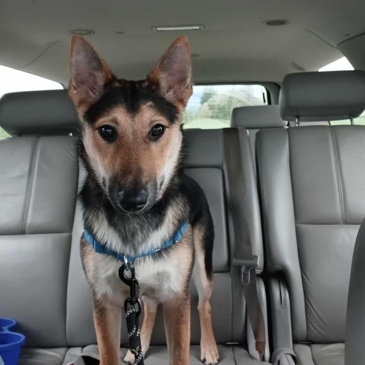 Athena, a Adopted mixed breed in Bellingham, WA image 3/5