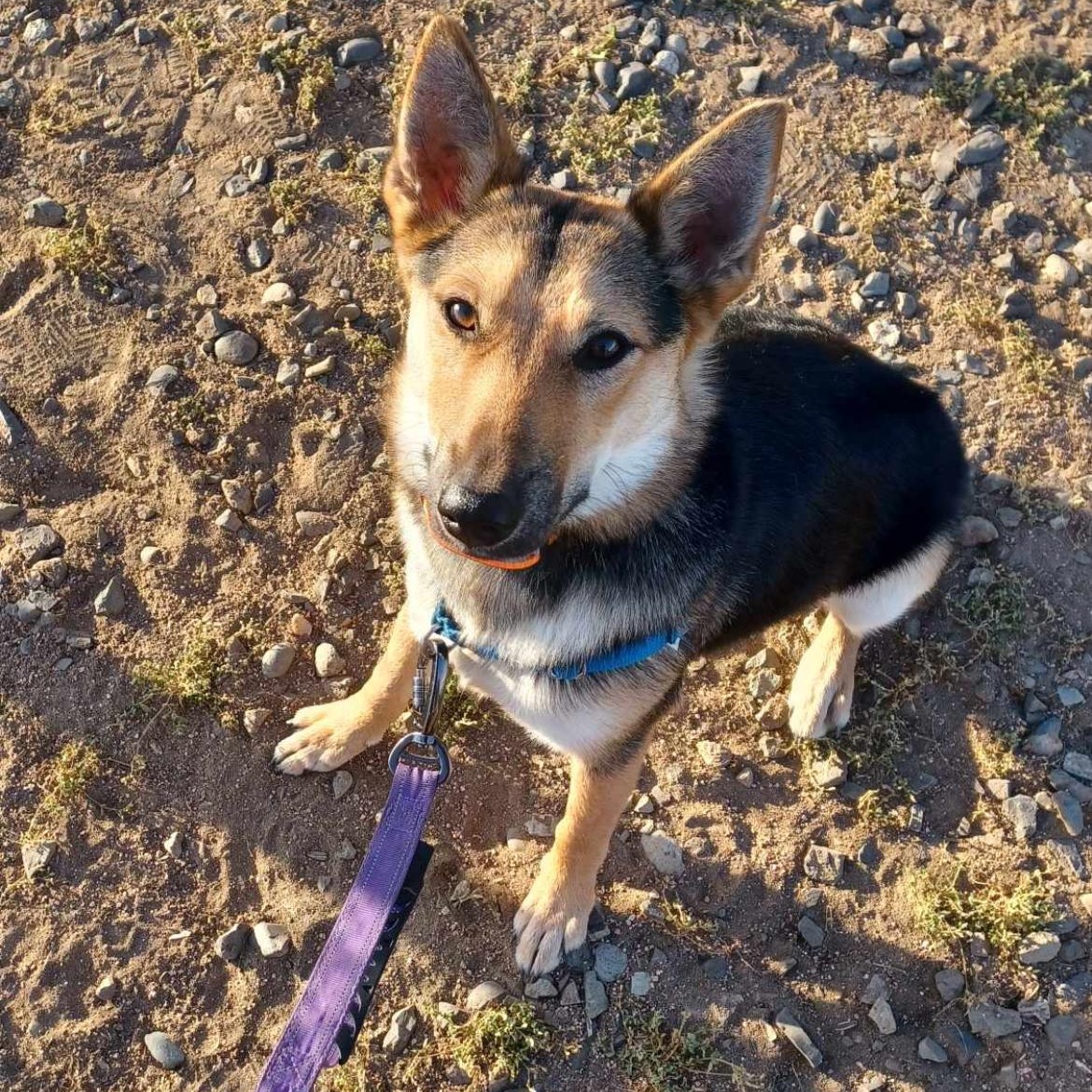 Athena, a Adopted mixed breed in Bellingham, WA image 1/5