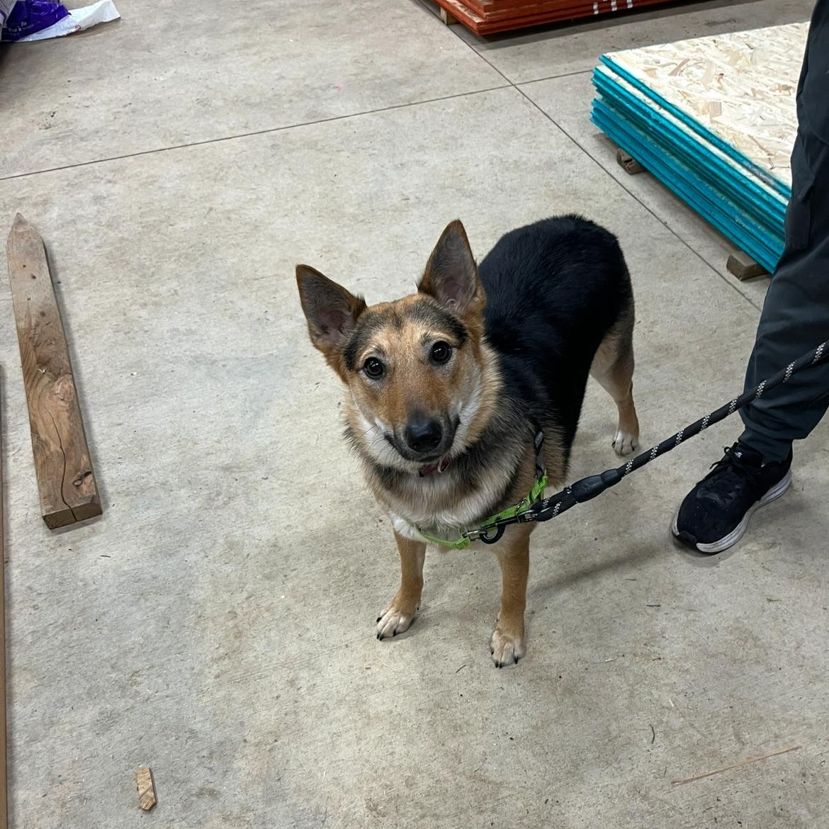 Athena, a Adopted mixed breed in Bellingham, WA image 4/5