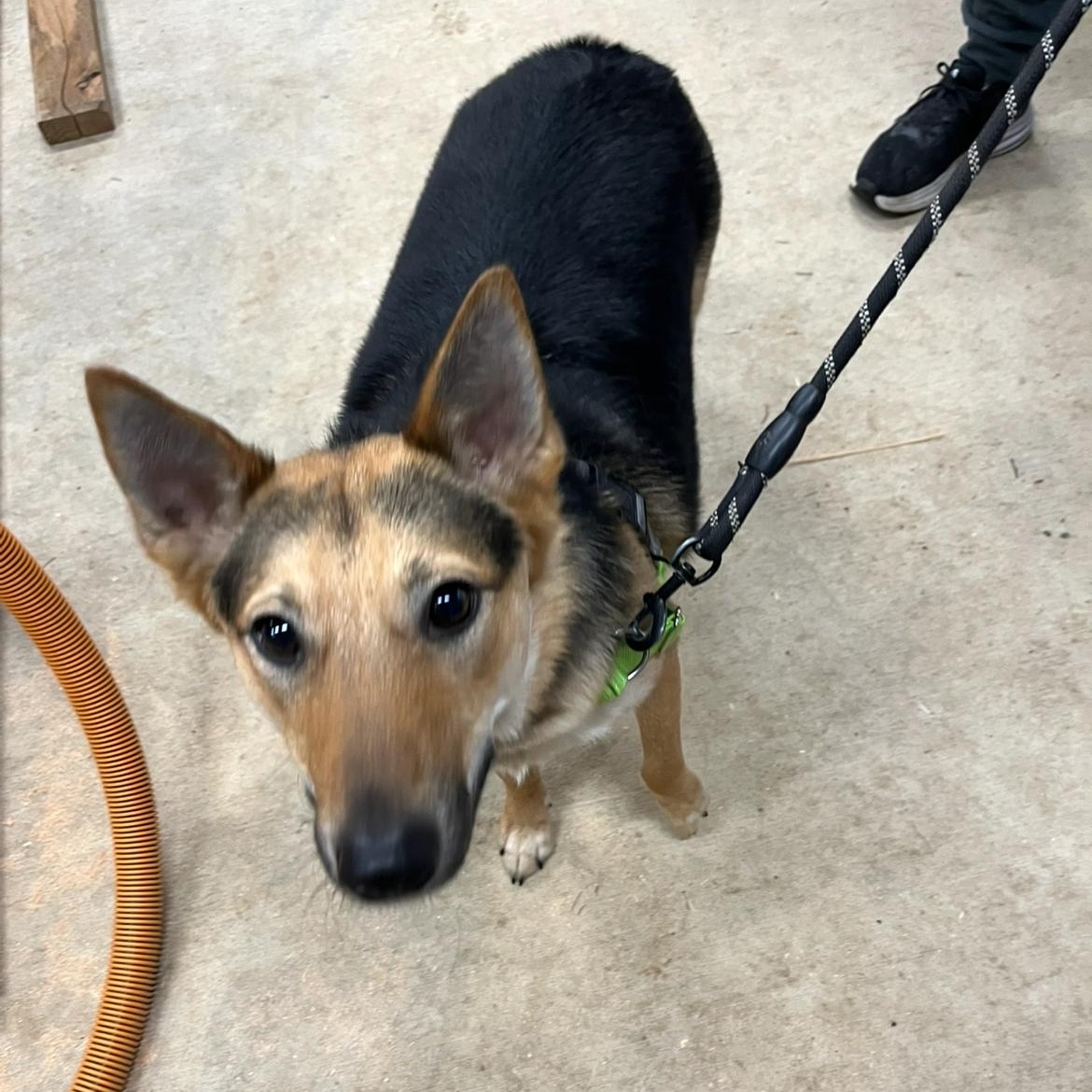 Athena, a Adopted mixed breed in Bellingham, WA image 2/5