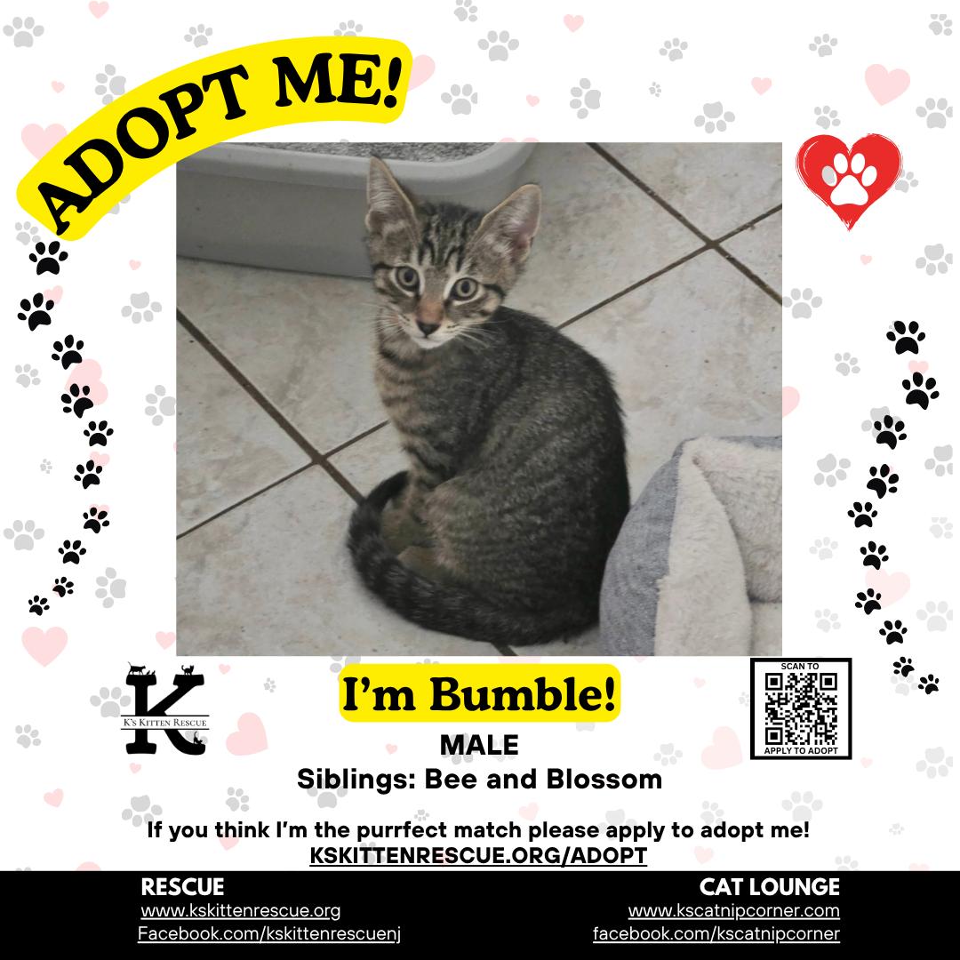 Enlarge Bumble, a Adoptable Domestic Short Hair in Brick, NJ image 1/1