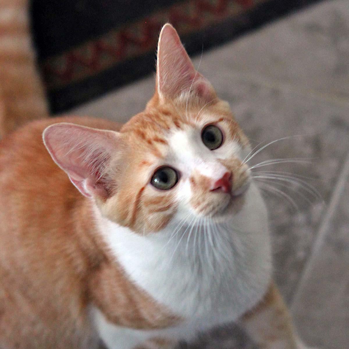 Ollie #spark-plug-litter, Adopted, Kitten Male Tabby & Domestic Short Hair.
