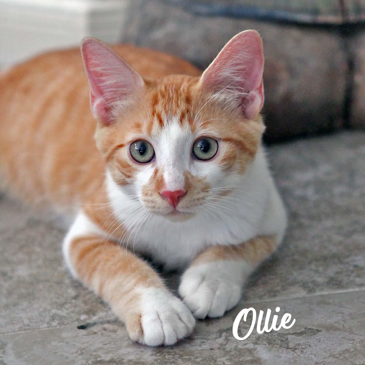 Enlarge Ollie #spark-plug-litter, a Adopted mixed breed in Houston, TX image 2/2