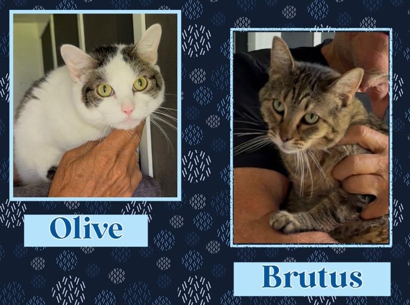 Enlarge Olive & Brutus, a Adoptable Domestic Short Hair in Kearney, NE image 1/2