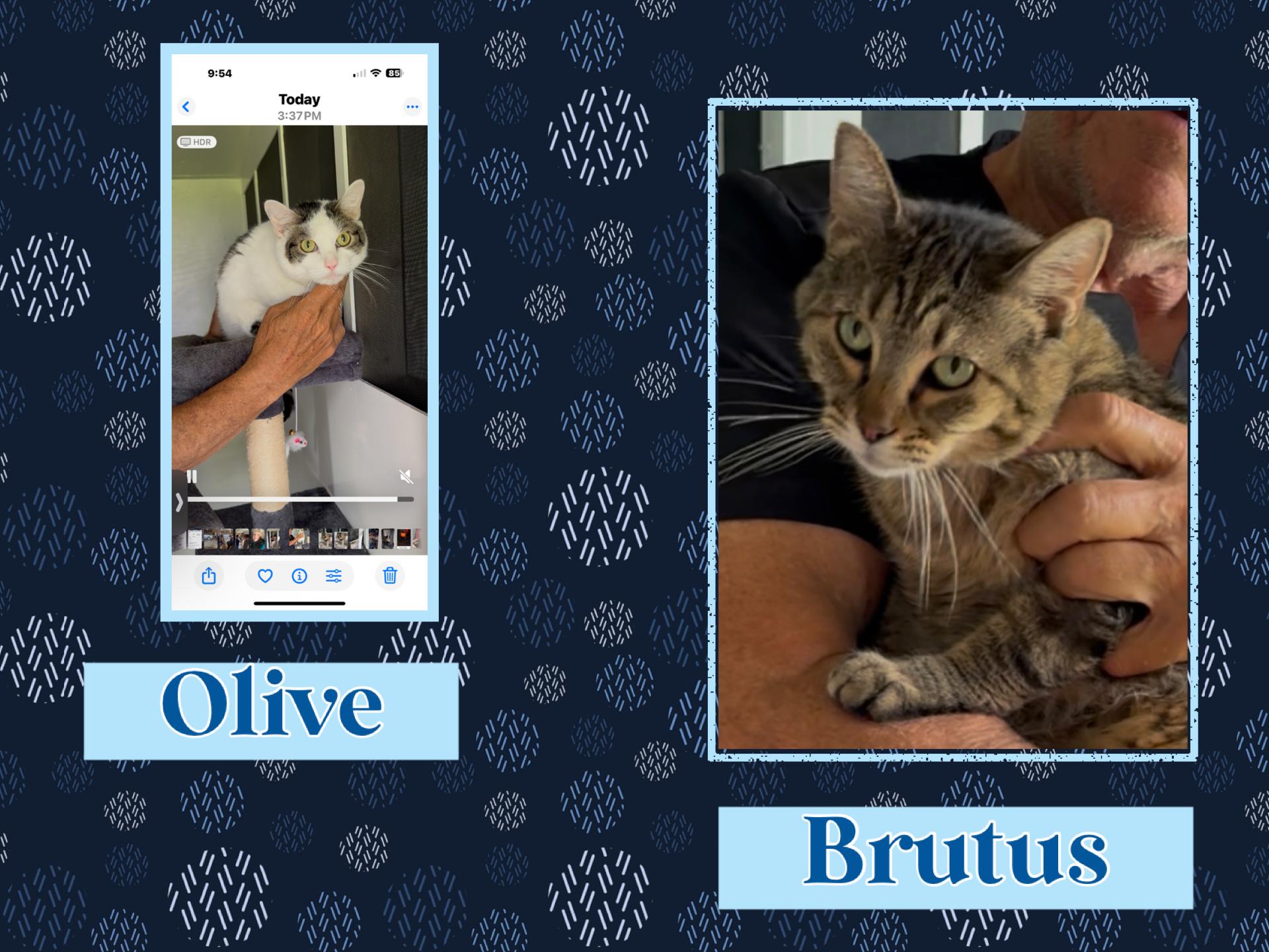 Enlarge Olive & Brutus, a Adoptable Domestic Short Hair in Kearney, NE image 2/2
