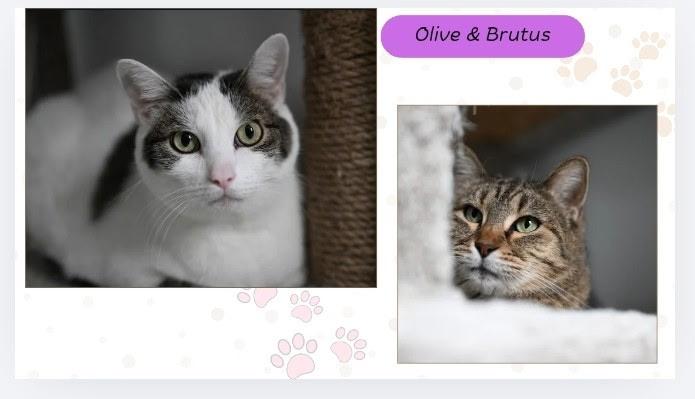 Olive & Brutus, Adoptable, Adult Female Domestic Short Hair.