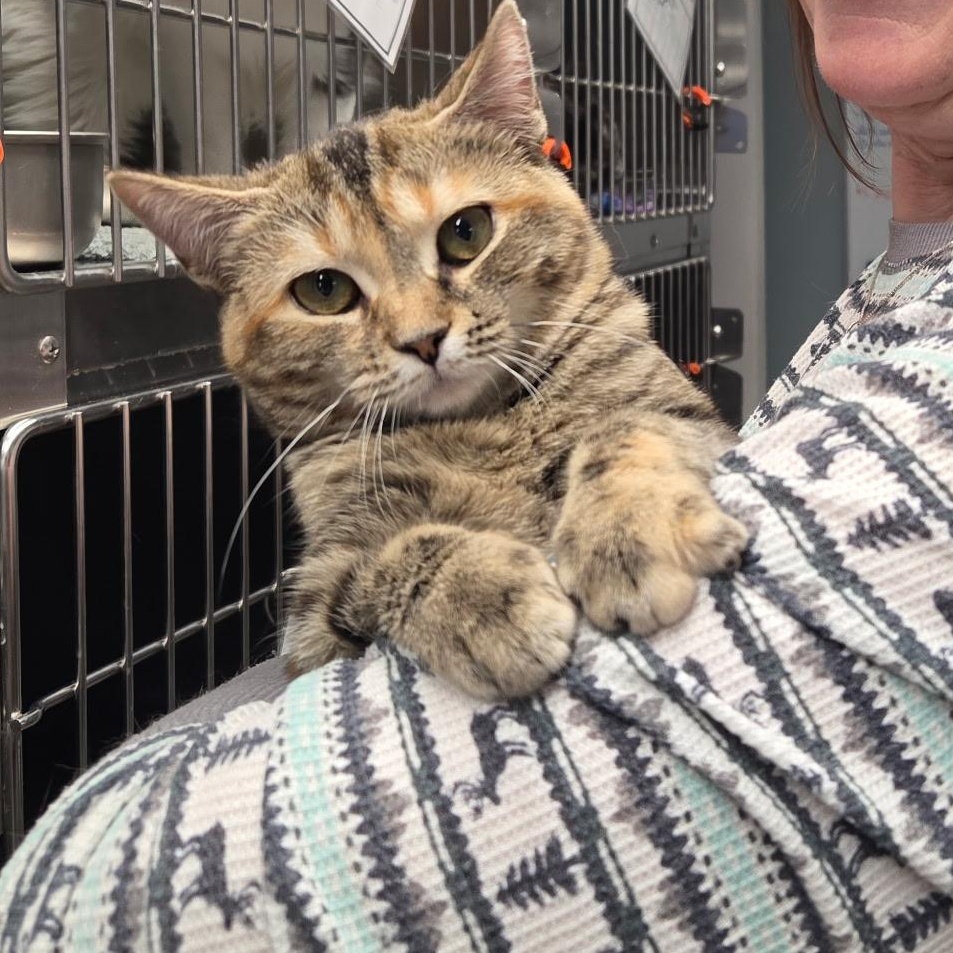 Enlarge Nutmeg, an adopted Domestic Short Hair in Warwick, RI image 2/4