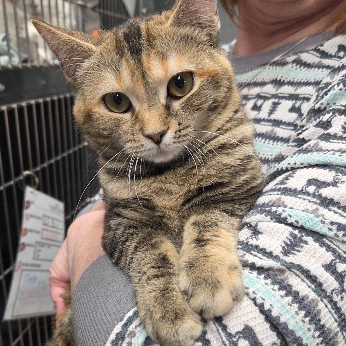 Enlarge Nutmeg, an adopted Domestic Short Hair in Warwick, RI image 3/4