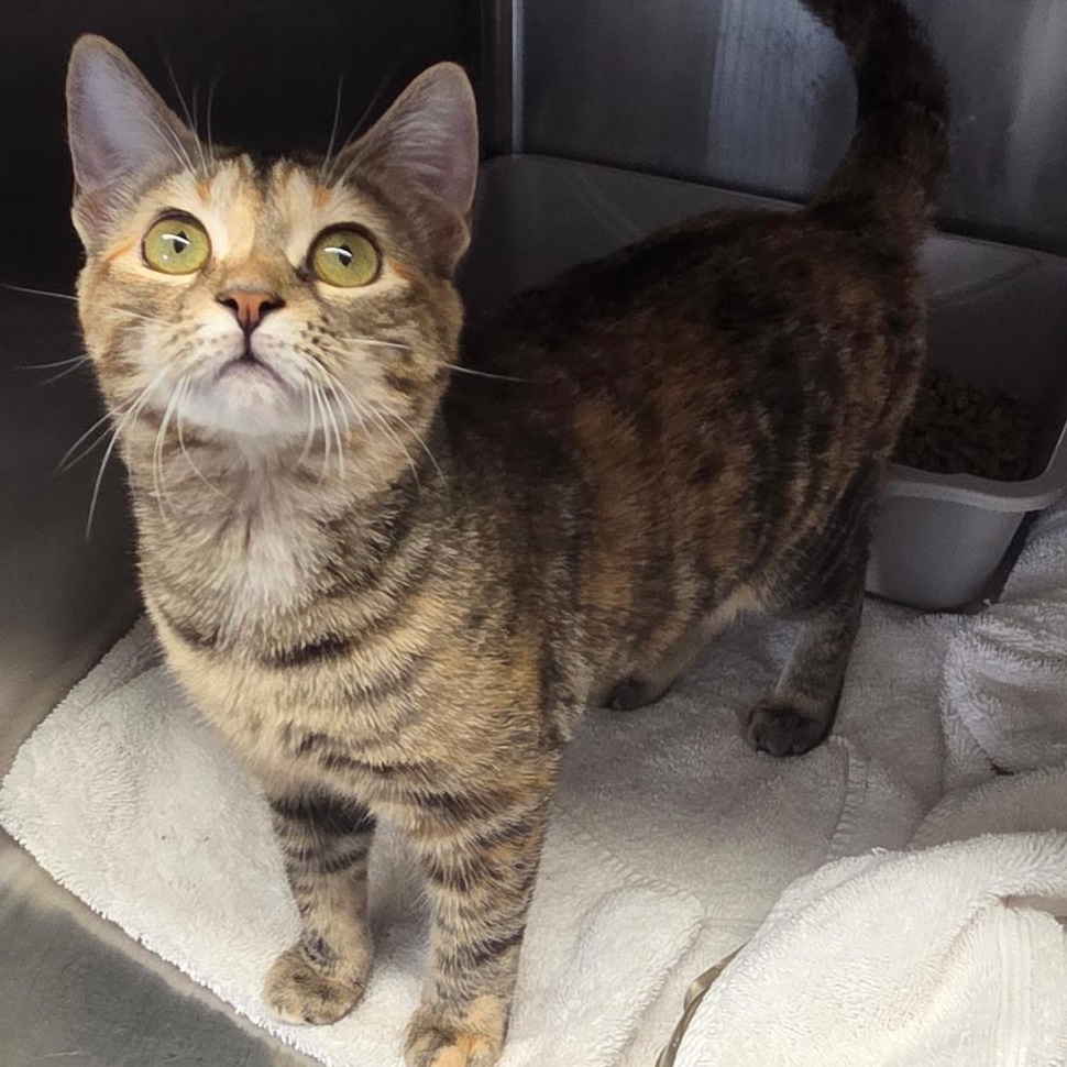 Enlarge Nutmeg, an adopted Domestic Short Hair in Warwick, RI image 1/4