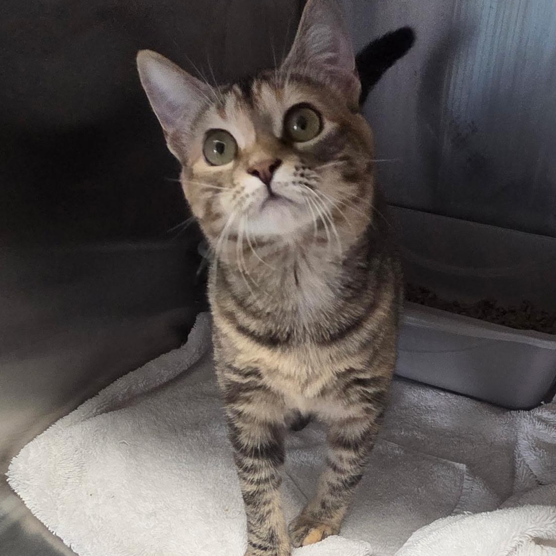 Enlarge Nutmeg, an adopted Domestic Short Hair in Warwick, RI image 4/4