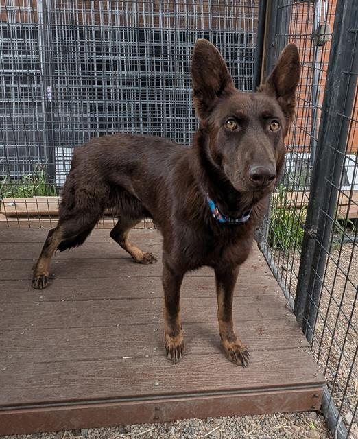 LUMINE, Adoptable, Young Female German Shepherd Dog.